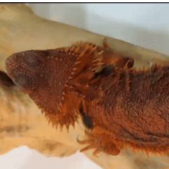 Bearded dragon (Pogona vitticeps)